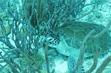 Curacao 04-12 585
